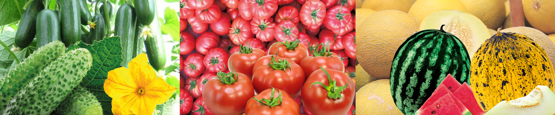 Sık Sorulan Sorular