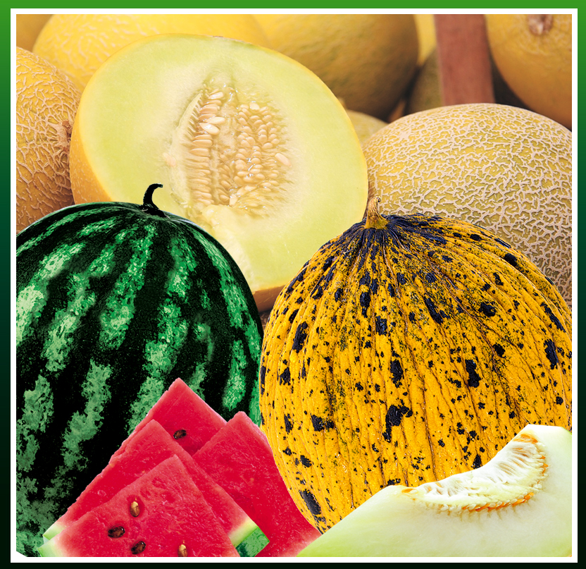 KAVUN ve KARPUZ TOHUMLARI