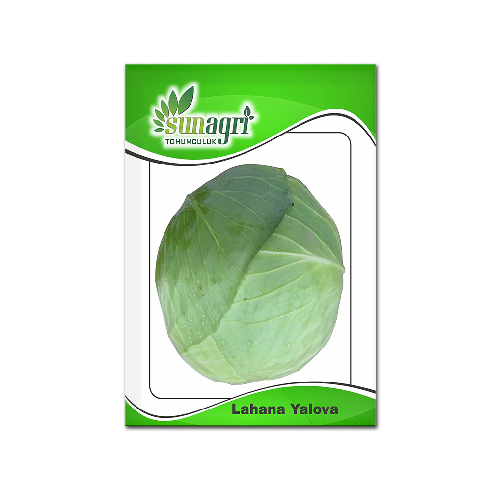 LAHANA TOHUMLARI