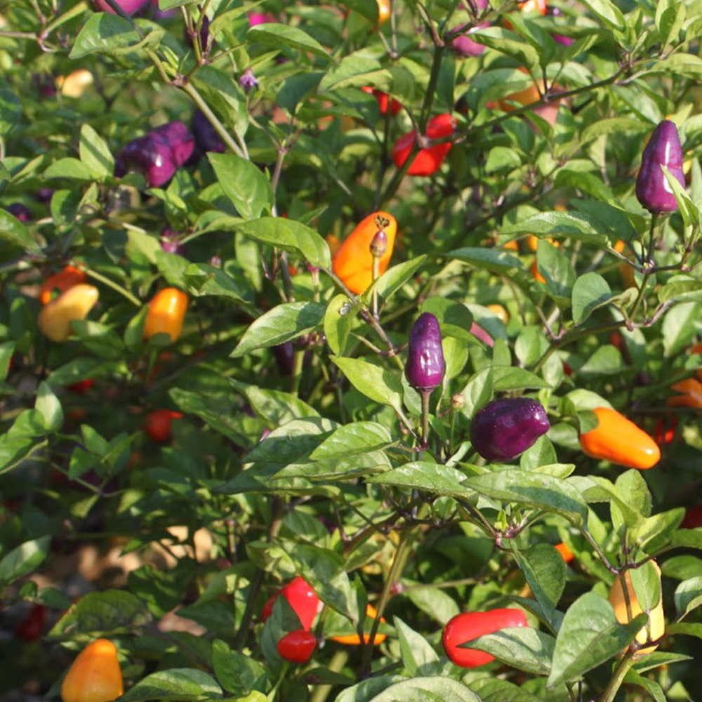 BİBER SÜS BİBERİ