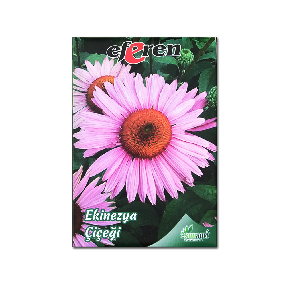 EKİNEZYA ÇİÇEĞİ TOHUMU