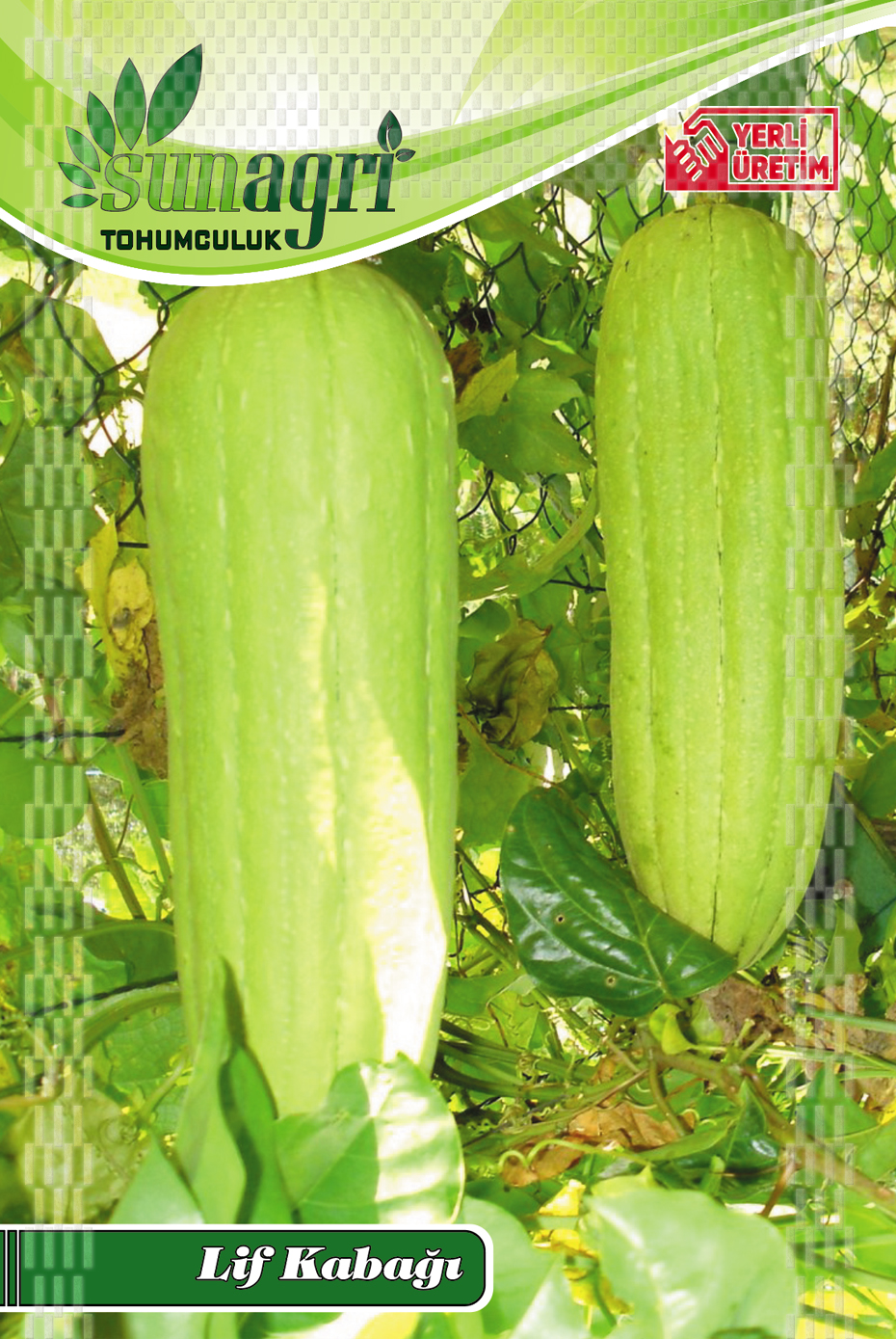KABAK TOHUMLARI