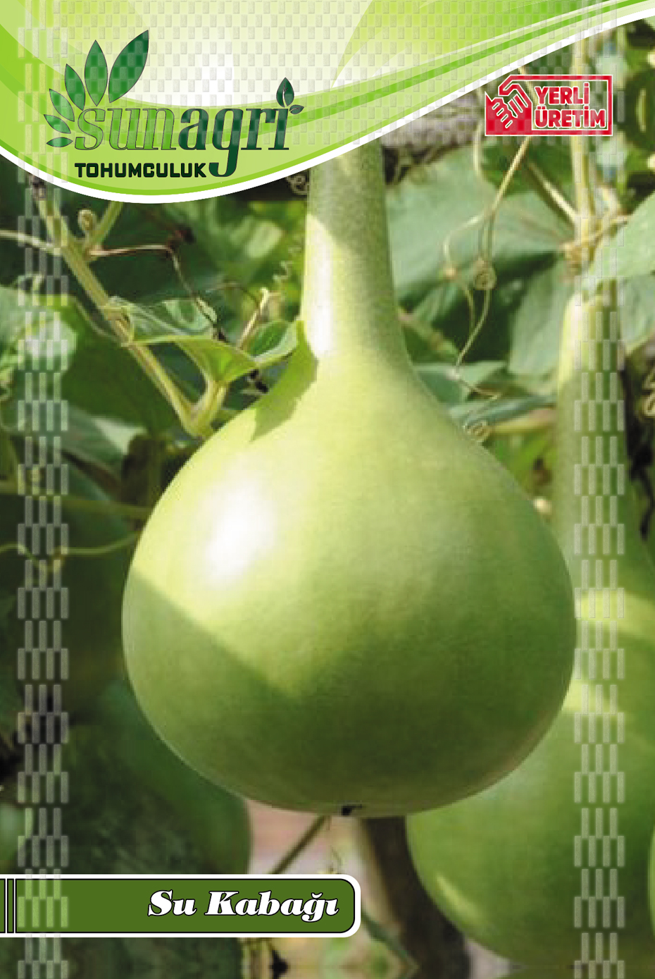 KABAK TOHUMLARI