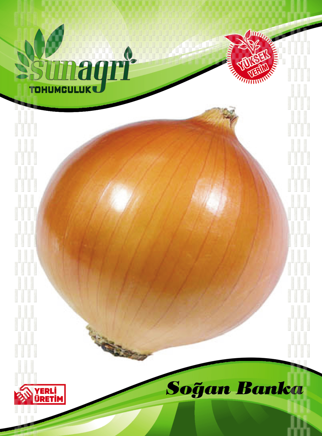 SOĞAN TOHUMLARI