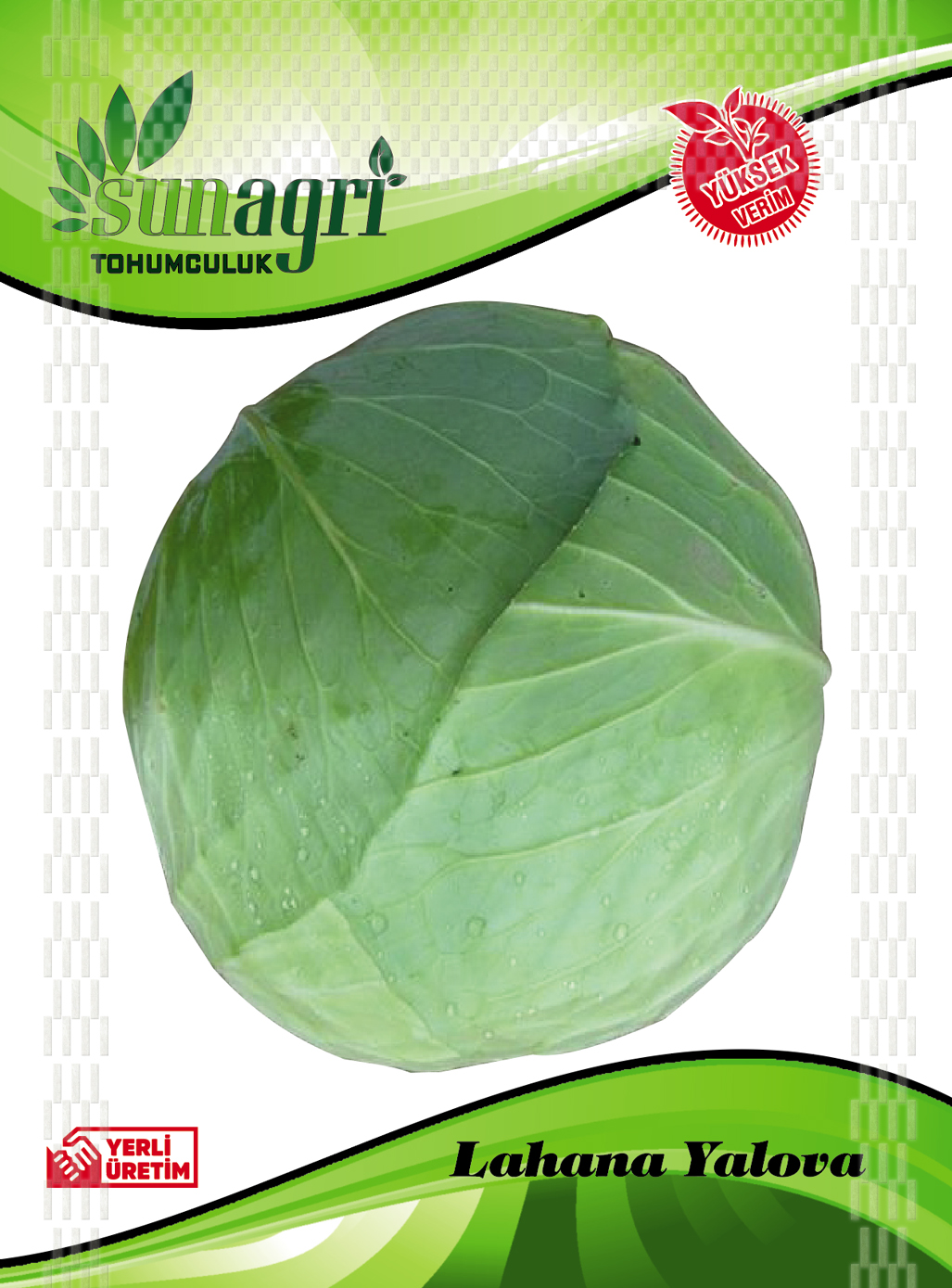 LAHANA TOHUMLARI