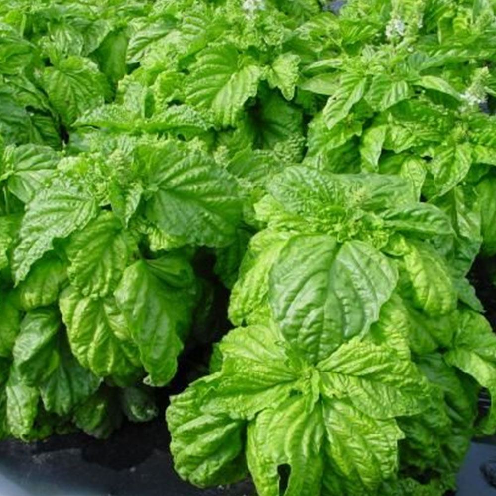 YEŞİL REYHAN TOHUMU