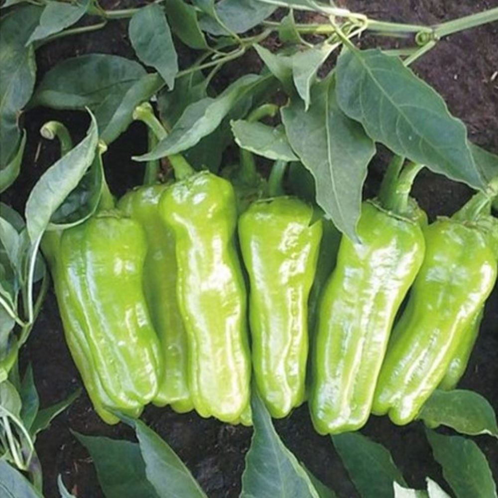 BİBER MAZAMORT ÜÇBURUN