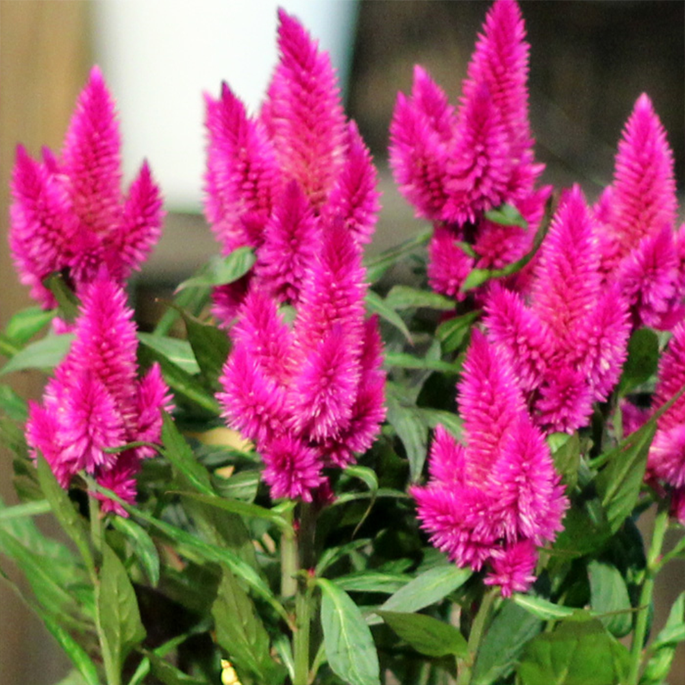 HOROZ İBİĞİ TOHUMU