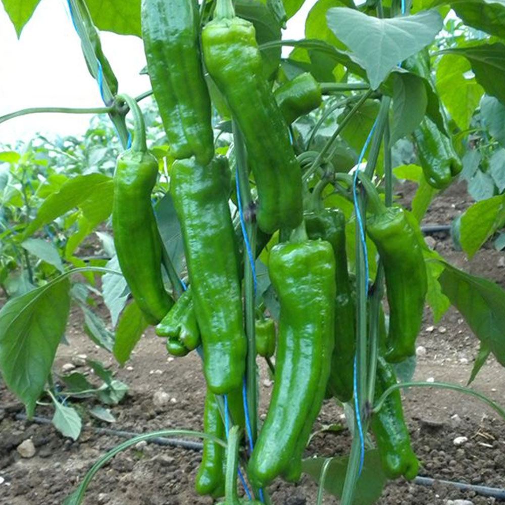 BİBER MAZAMORT ÜÇBURUN