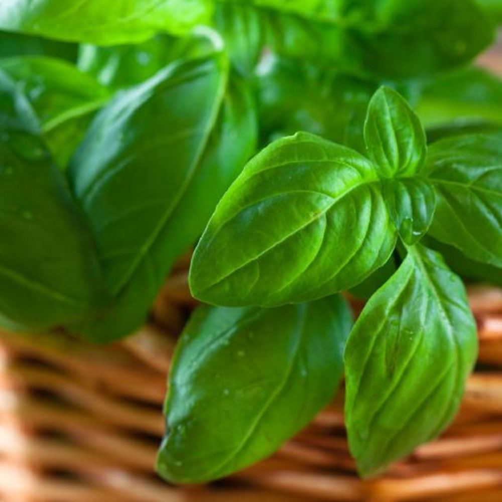 YEŞİL REYHAN TOHUMU