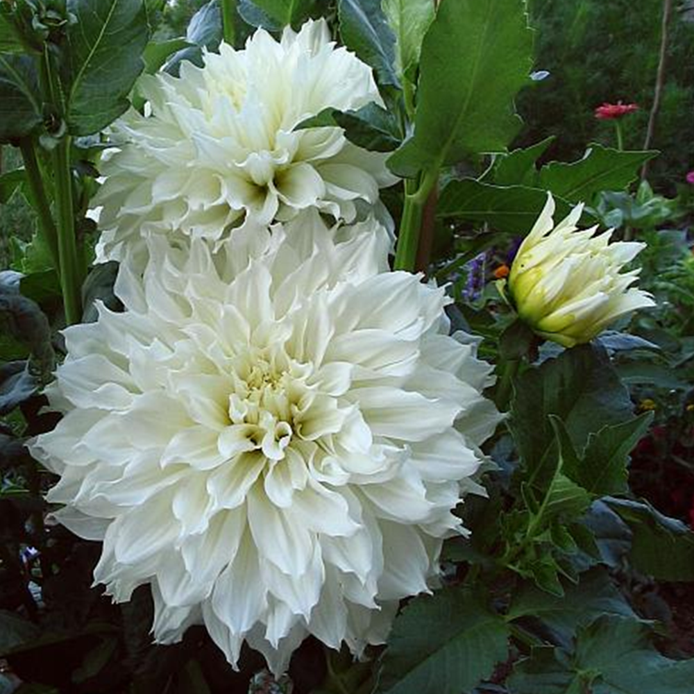 DAHLİHA YILDIZI TOHUMU