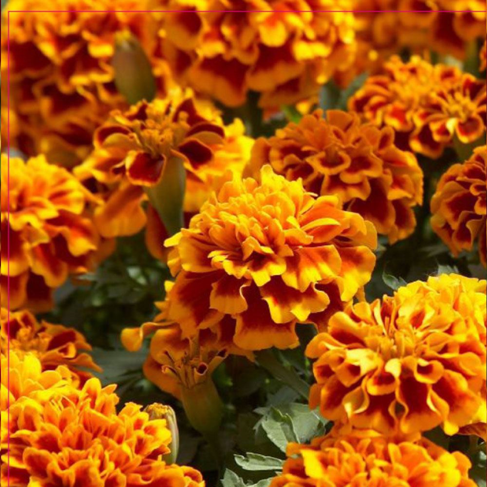 KARAGÖZ KADİFE TOHUMU