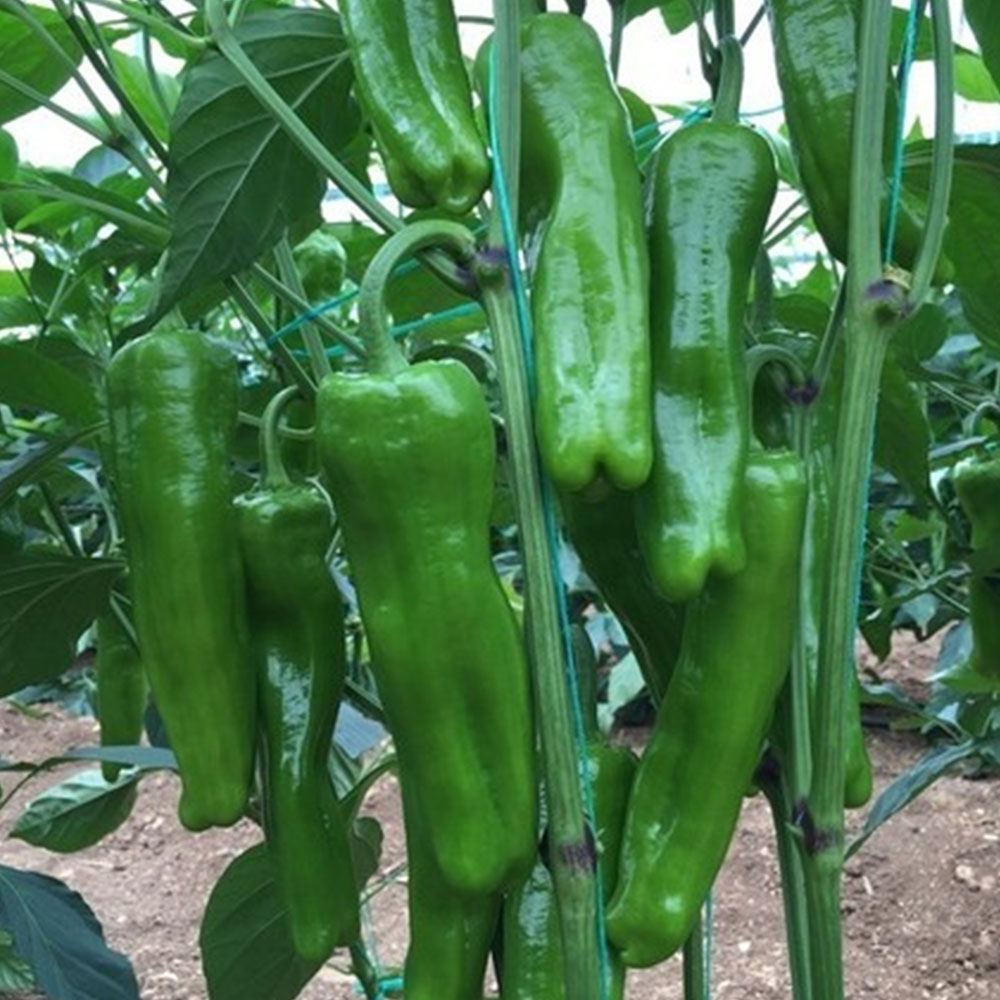 BİBER MAZAMORT ÜÇBURUN