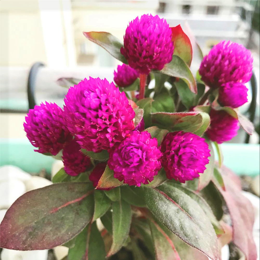 HANIM DÜĞMESİ TOHUMU