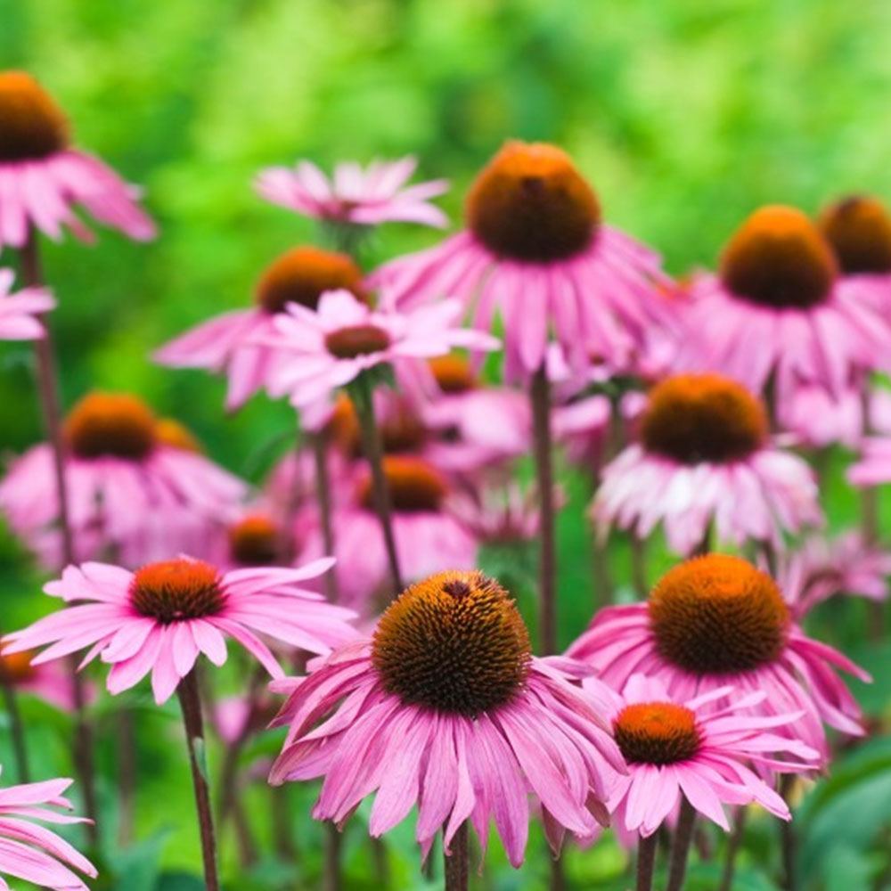 EKİNEZYA ÇİÇEĞİ TOHUMU