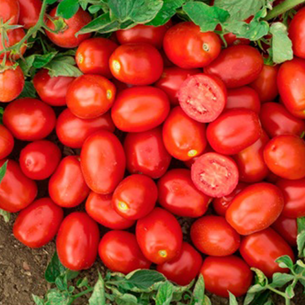 DOMATES RİO GRANDE