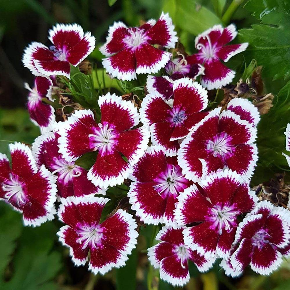 HÜSNÜ YUSUF TOHUMU