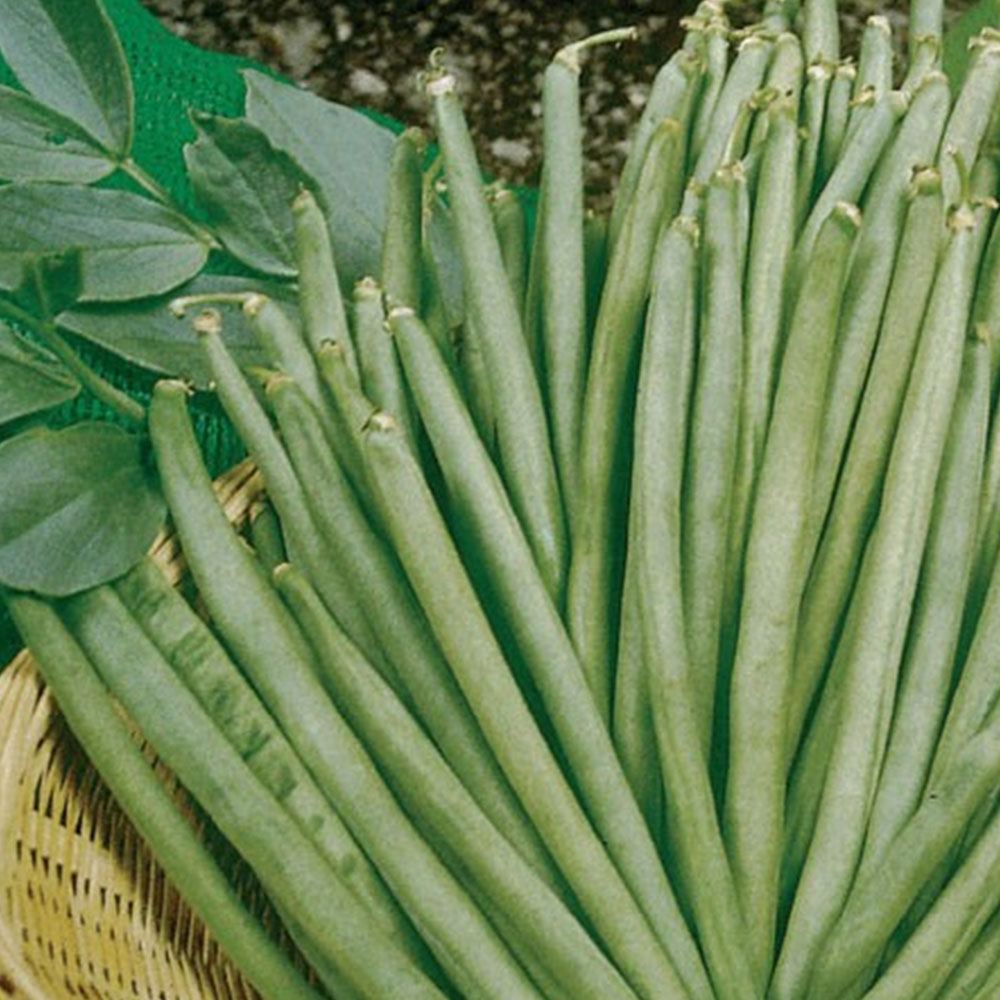 ÖZAYŞE FASULYE (SIRIK)