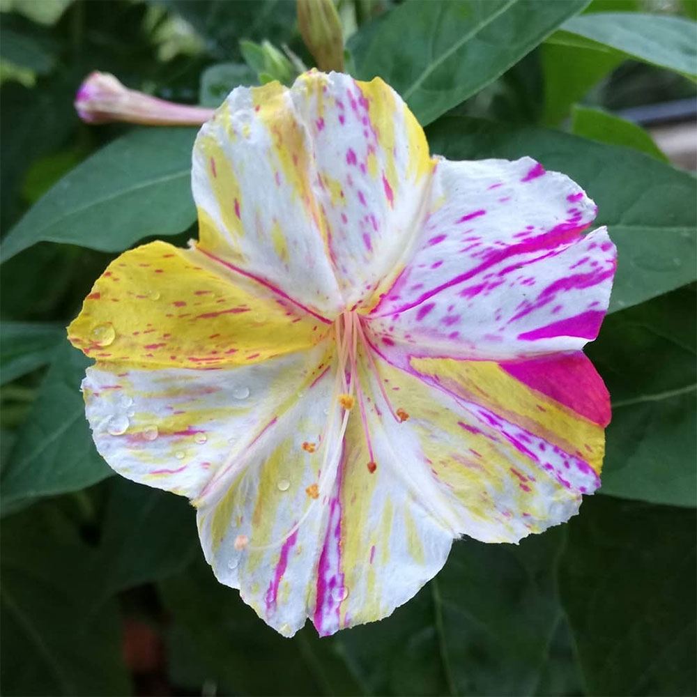 AKŞAM SEFASI TOHUMU