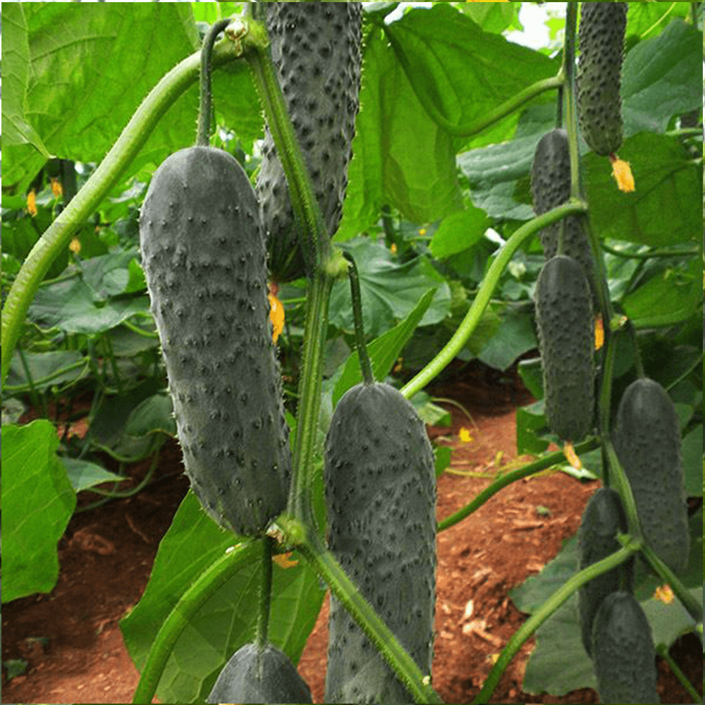 SALATALIK(KORNİŞON TURŞULUK)