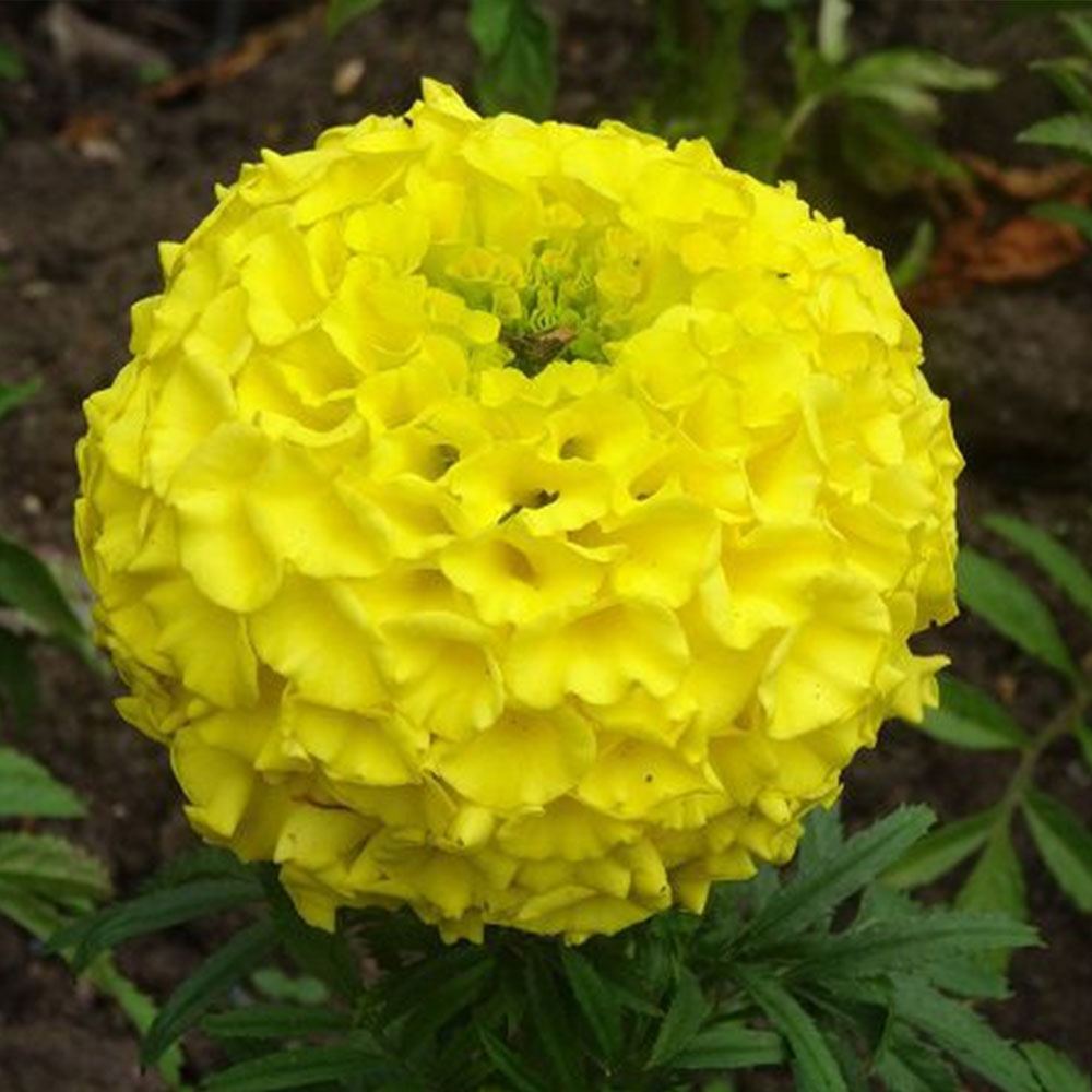 TOP KADİFE ÇİÇEĞİ TOHUMU (SARI)