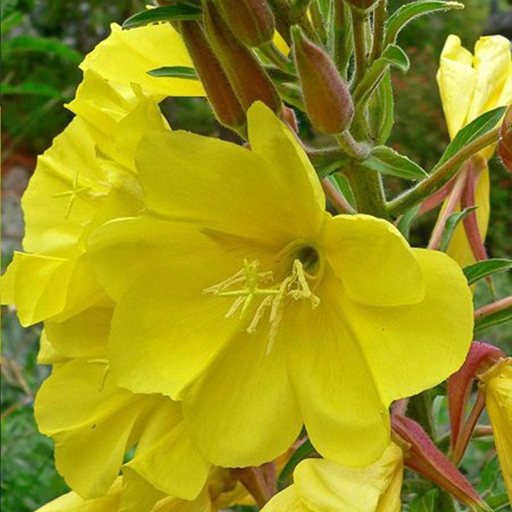 EZAN ÇİÇEĞİ TOHUMU