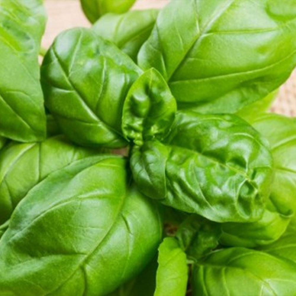 YEŞİL REYHAN TOHUMU