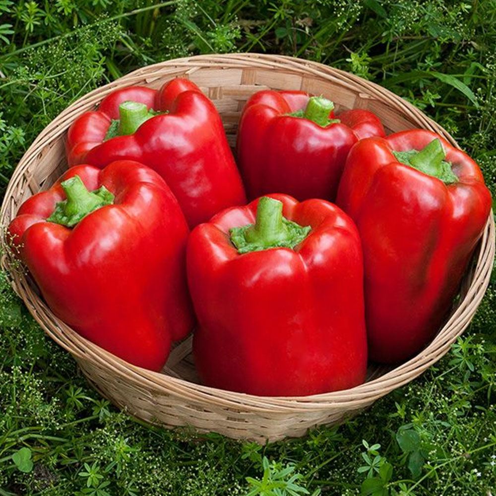 BİBER CALİFORNİA WONDER