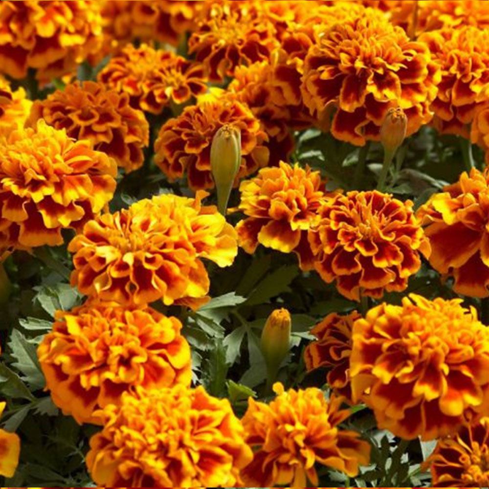 KARAGÖZ KADİFE TOHUMU