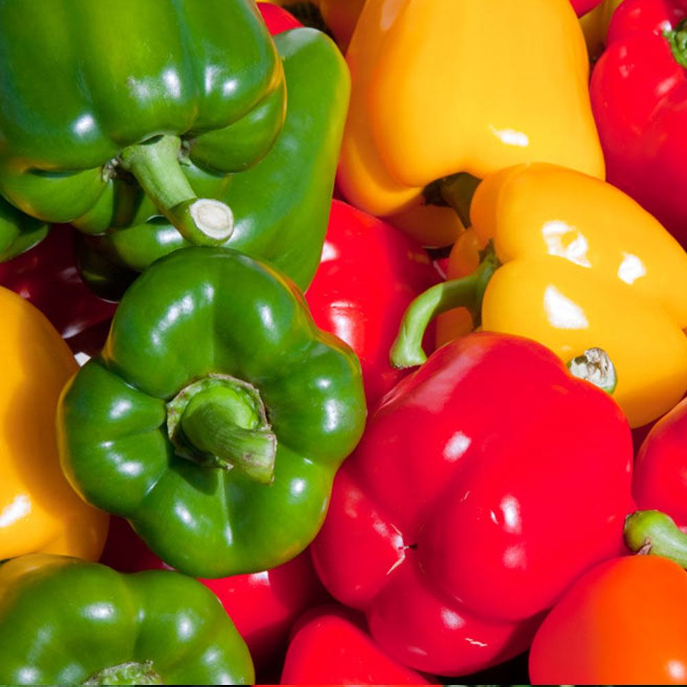 BİBER CALİFORNİA WONDER