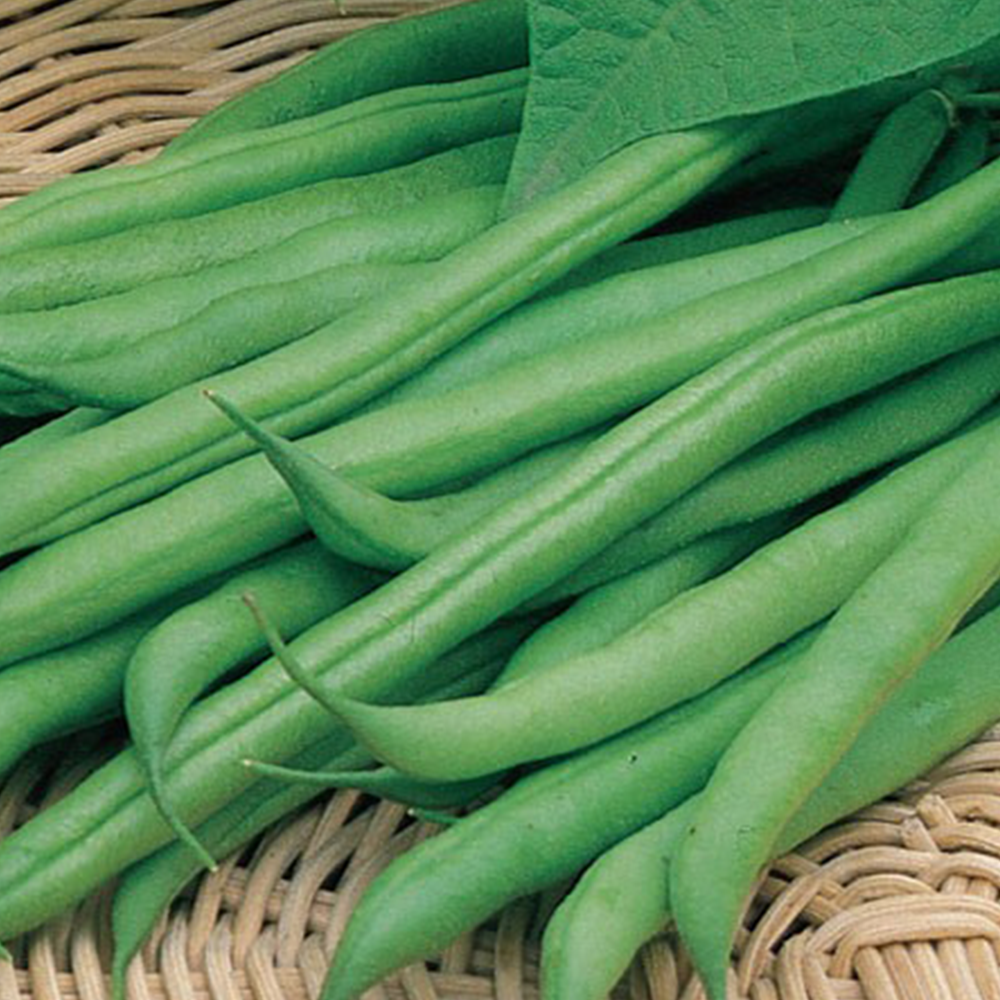 HELİNDA GOLD FASULYE (SIRIK)