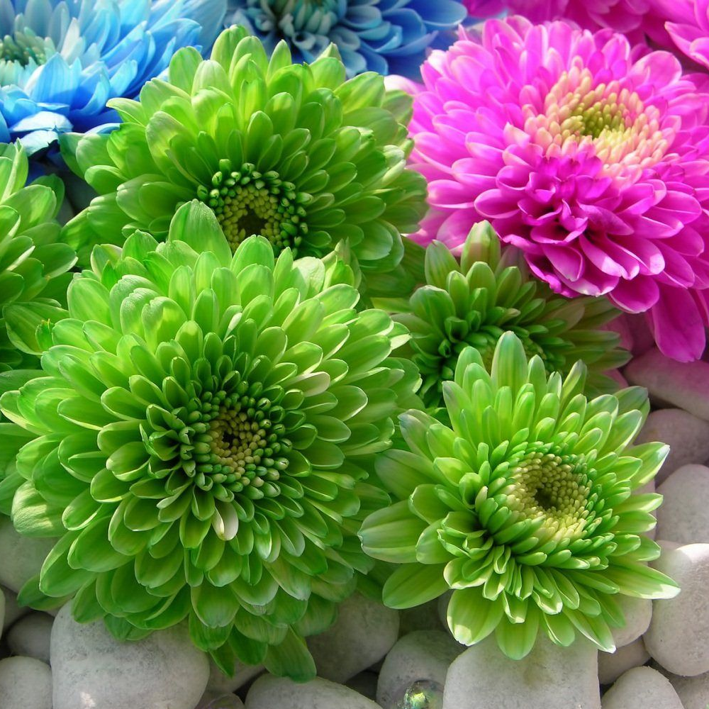 ASTER ÇİÇEĞİ TOHUMU