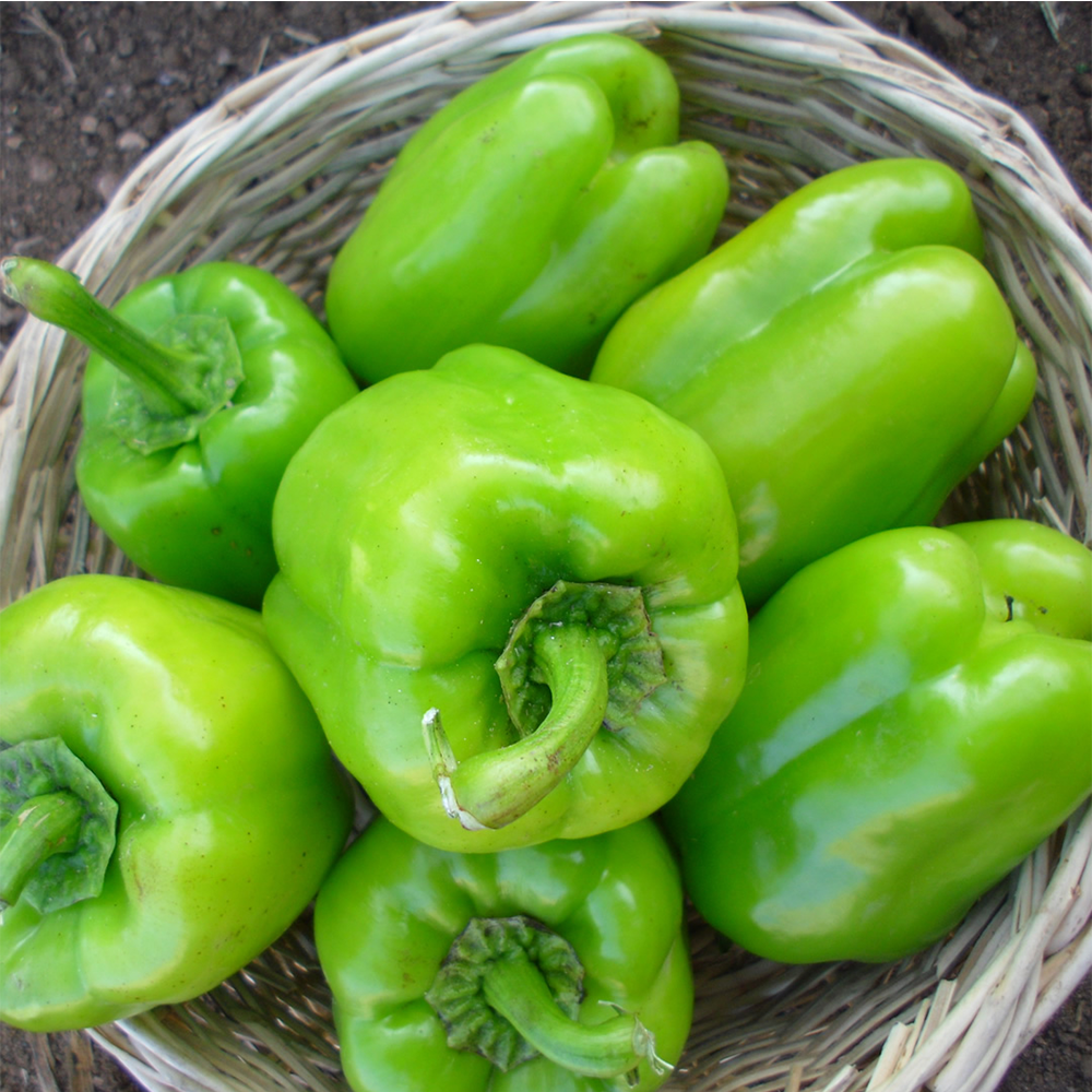 BİBER KANDİL DOLMA