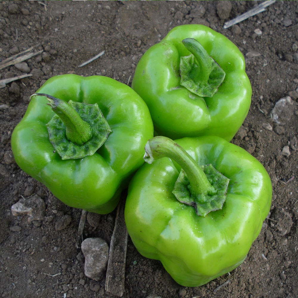 BİBER KANDİL DOLMA