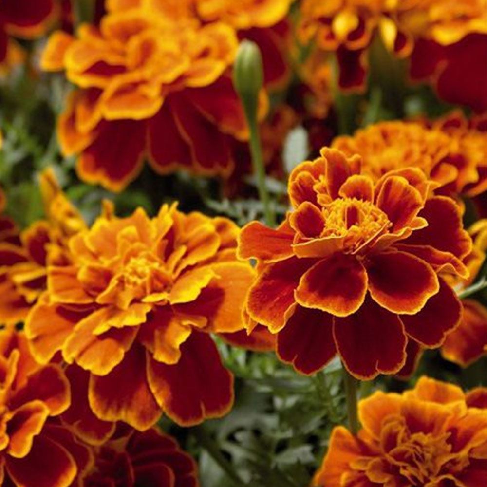 KARAGÖZ KADİFE TOHUMU