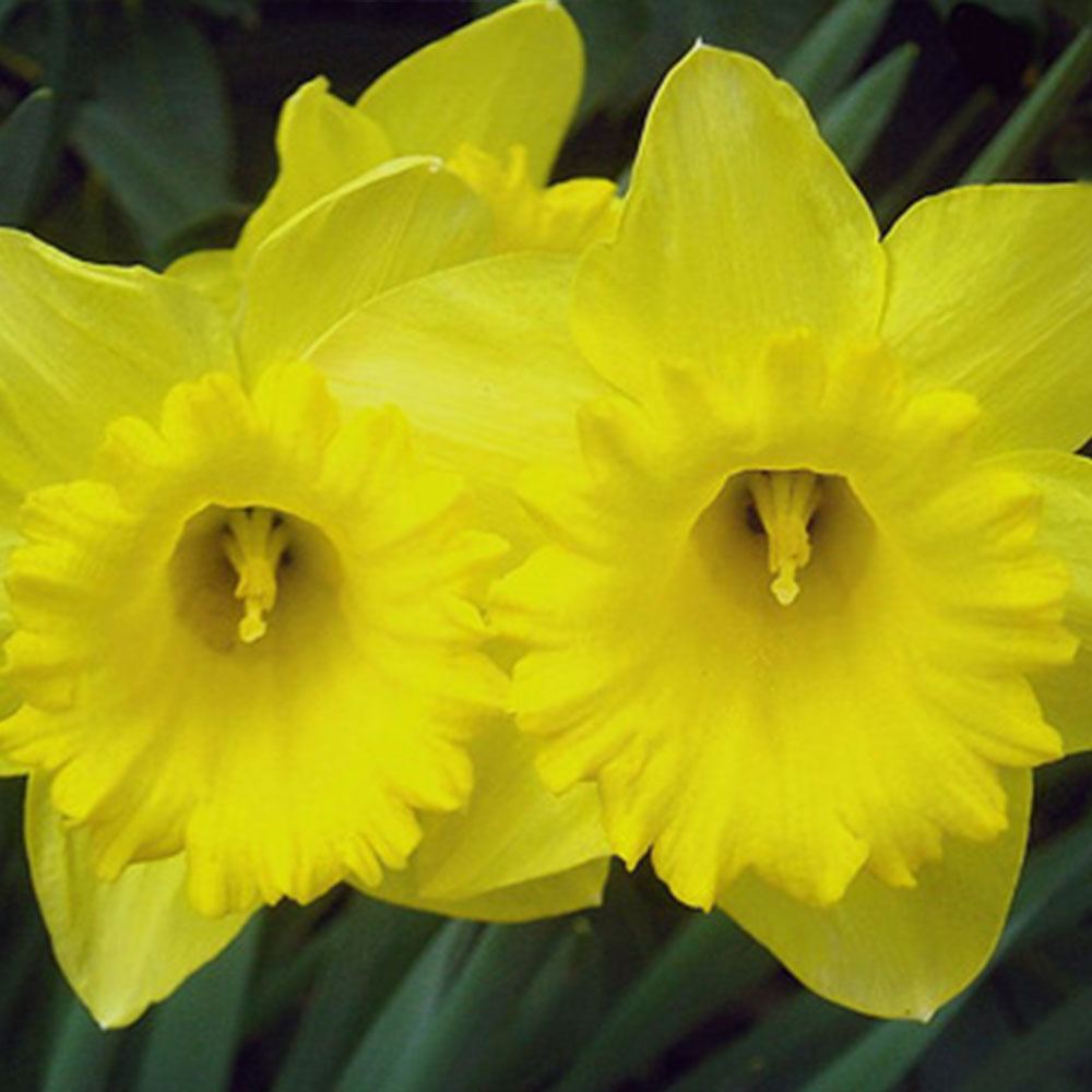 EZAN ÇİÇEĞİ TOHUMU