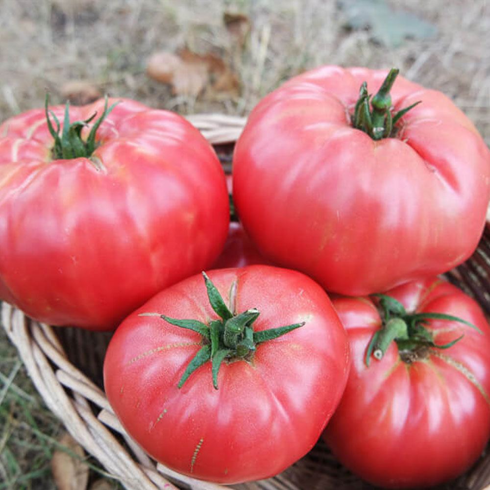 PEMBE KÖY DOMATESİ