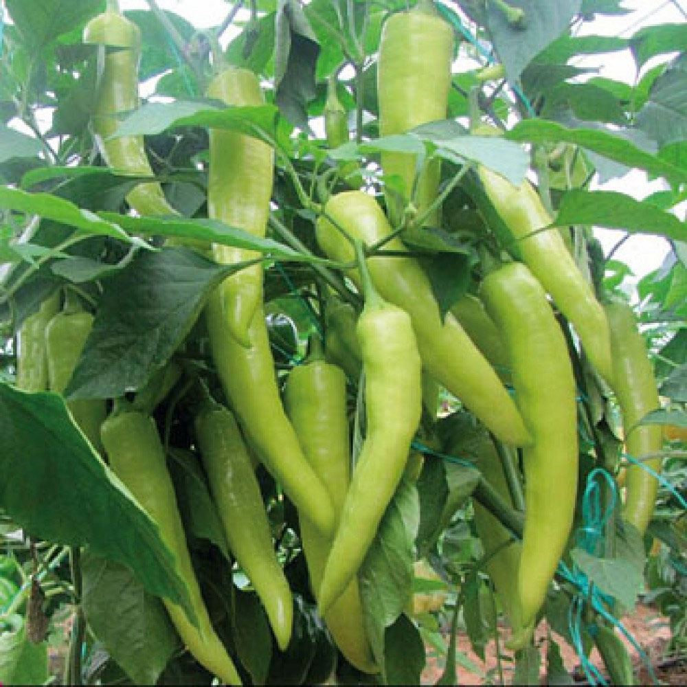 BİBER YALOVA ÇARLİSTON