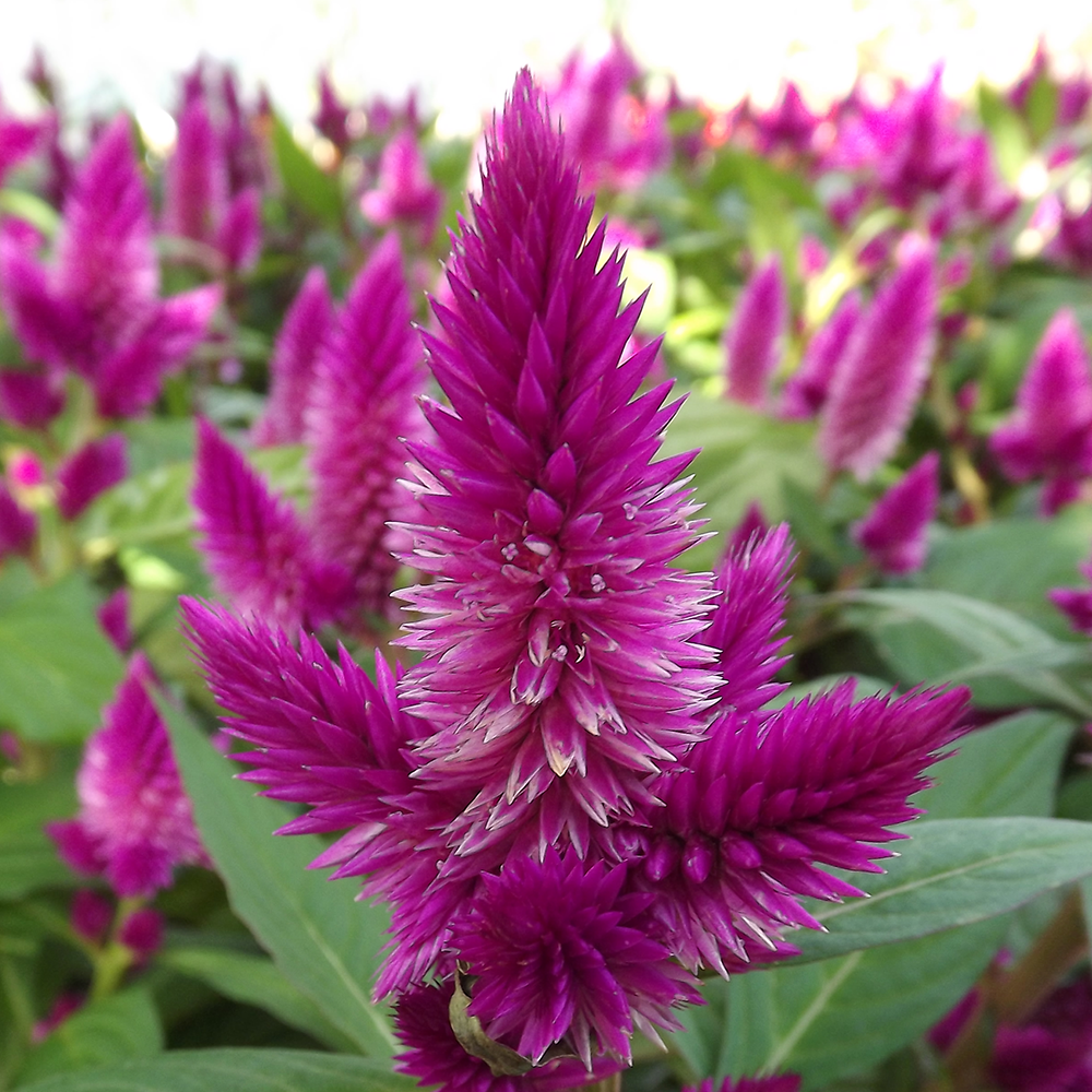 HOROZ İBİĞİ TOHUMU