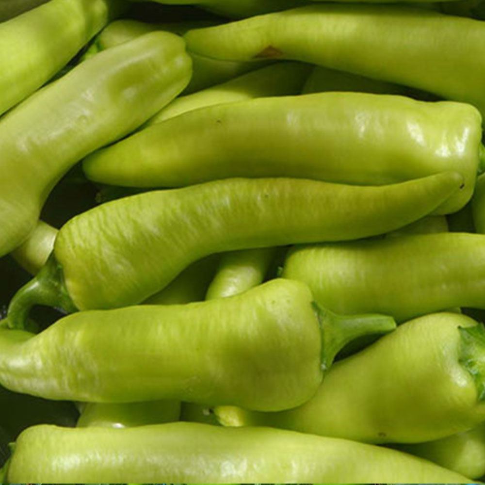 BİBER YALOVA ÇARLİSTON