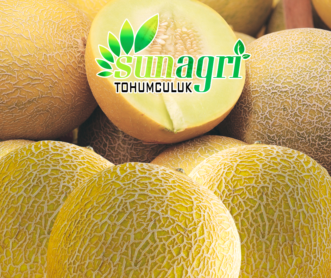 ANANAS KAVUN