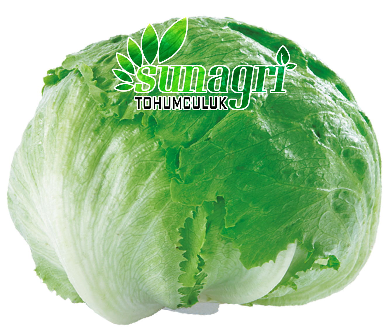 MARUL ICEBERG