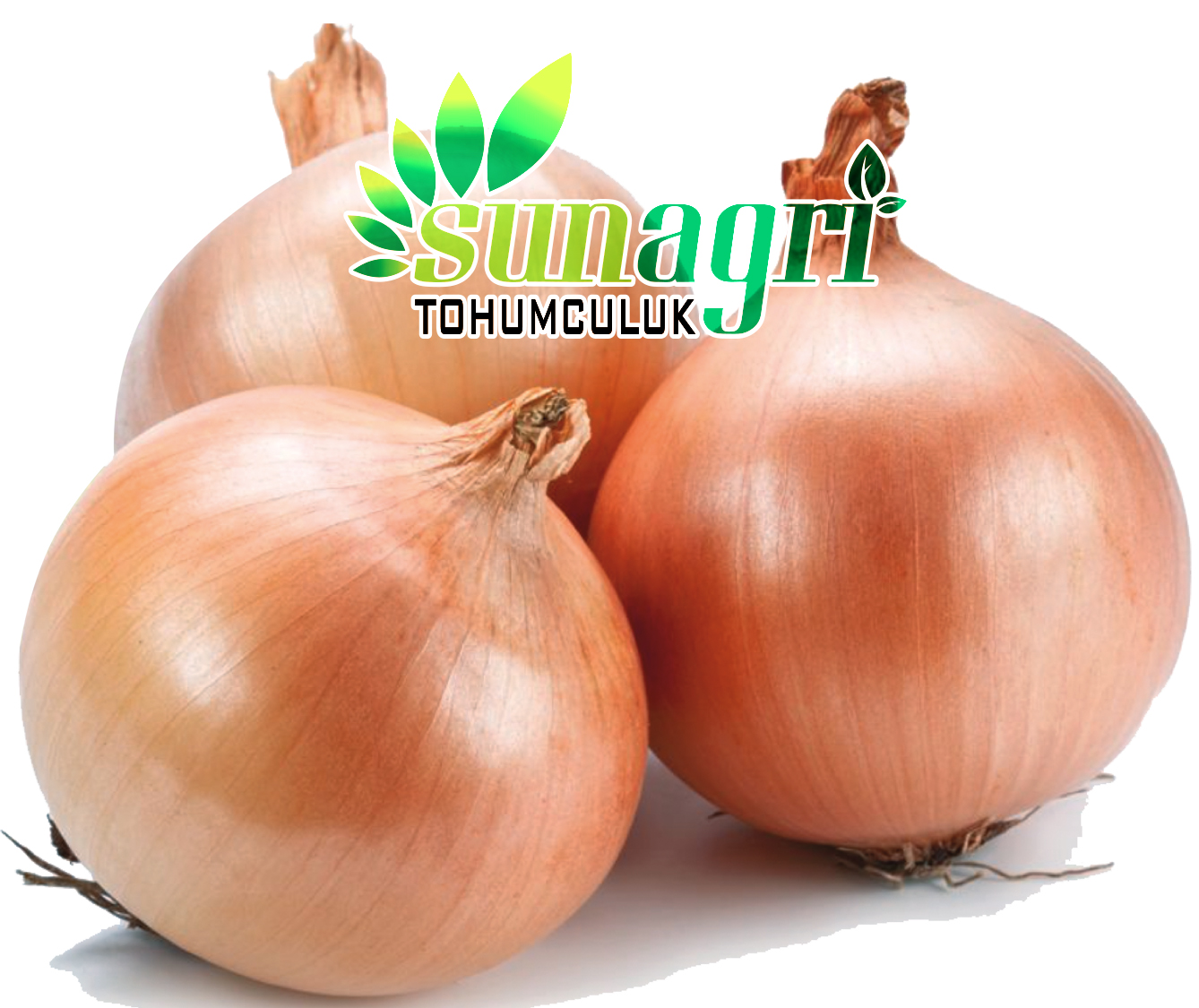 SOĞAN (BANKA)