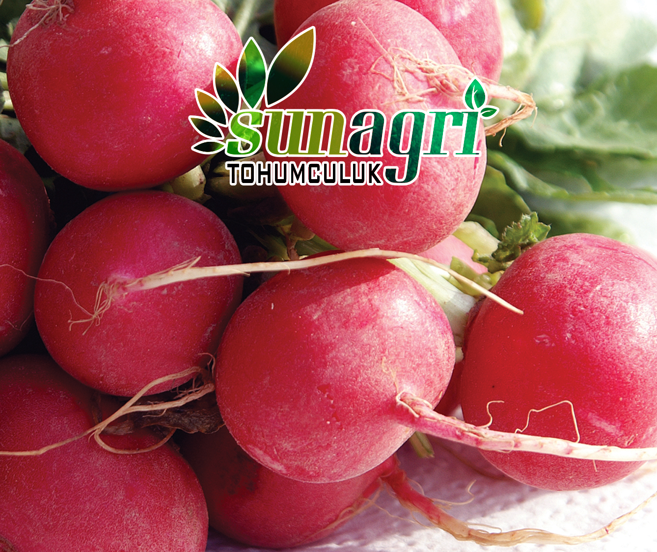 KIRMIZI İRİ TURP
