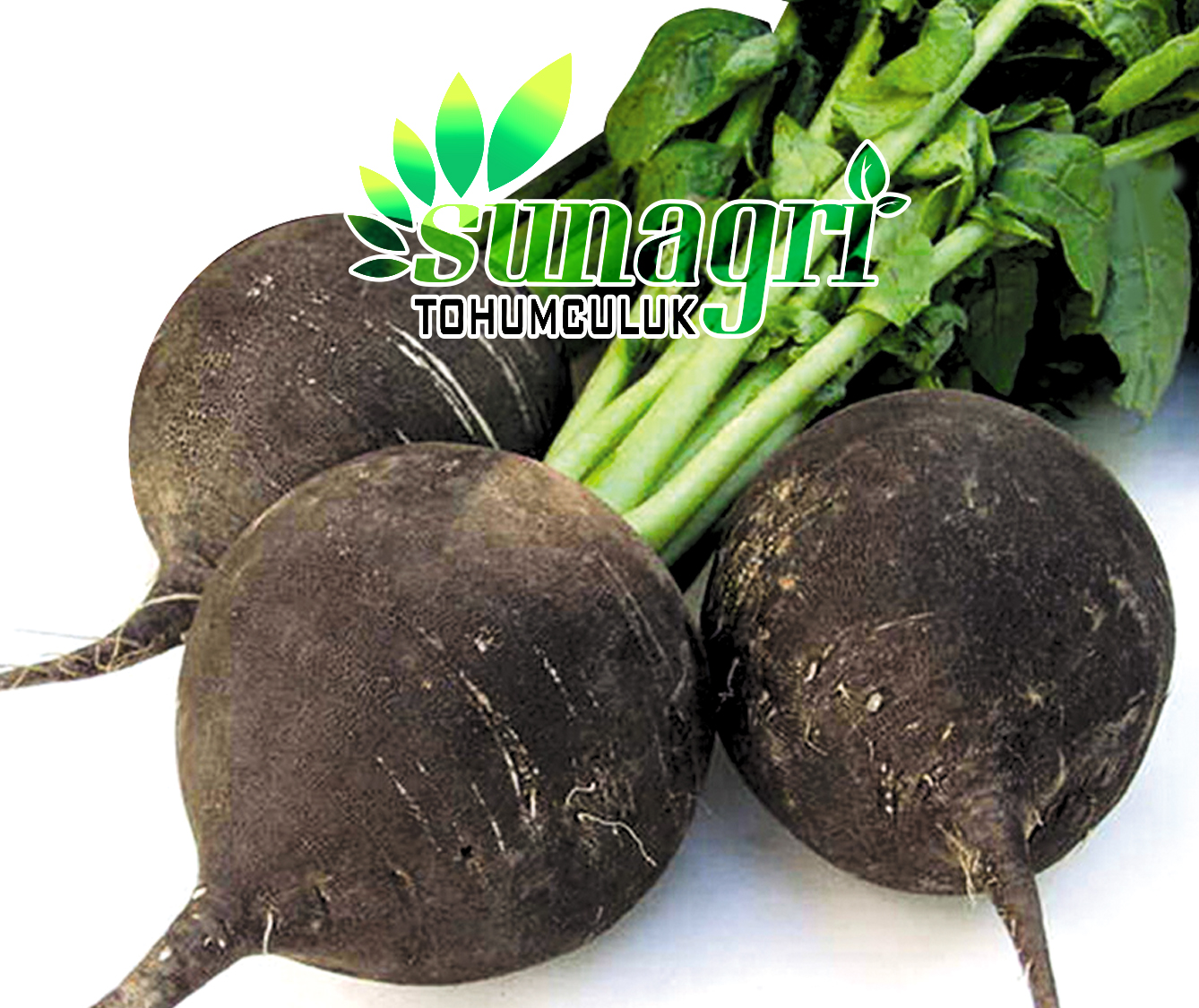SİYAH TURP