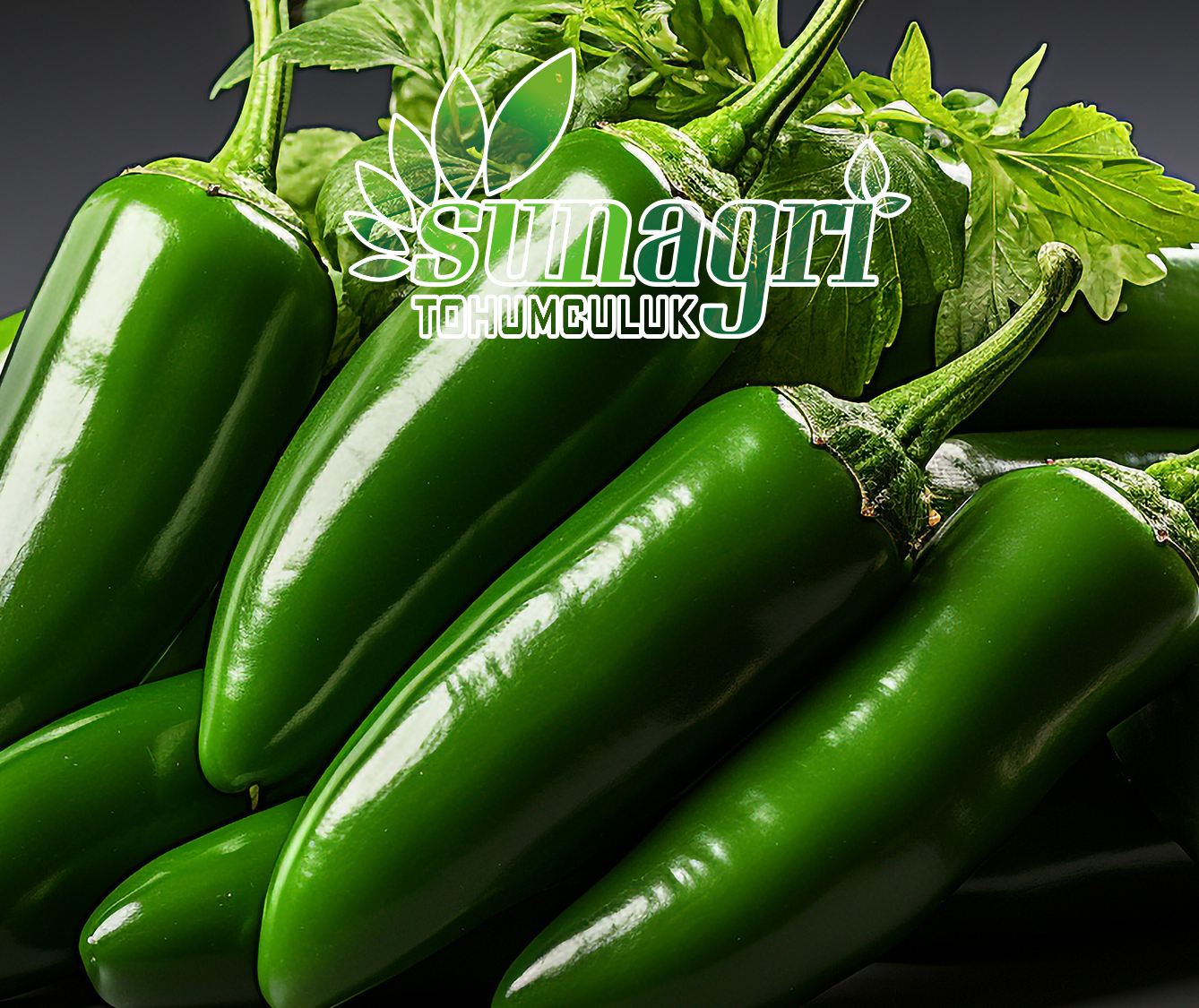 JALAPENO BİBER